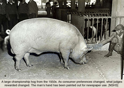 1950年代冠军猪