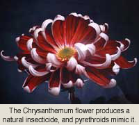 菊花能产生一种天然杀虫剂。